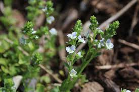 Attēlu rezultāti vaicājumam “Veronica serpyllifolia leaf”