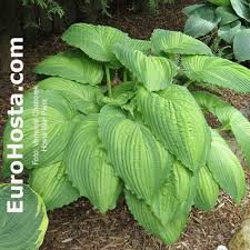 Image result for Hosta Warpaint