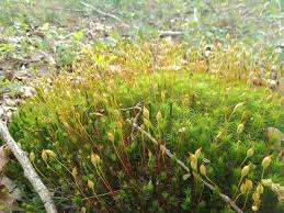 Attēlu rezultāti vaicājumam “Polytrichastrum formosum”