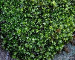 Attēlu rezultāti vaicājumam “Tetraphis pellucida”