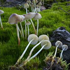 Attēlu rezultāti vaicājumam “Mycena epipterygia”