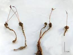 Attēlu rezultāti vaicājumam “Atrichum flavisetum”