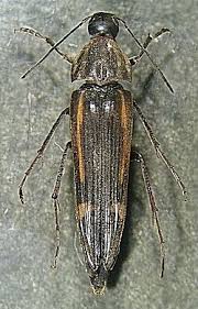 Attēlu rezultāti vaicājumam “Melandryidae”