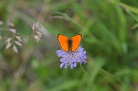 Attēlu rezultāti vaicājumam “Lycaena virgaureae underside”