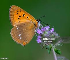 Attēlu rezultāti vaicājumam “Lycaena virgaureae”