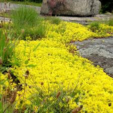 Image result for Sedum acre