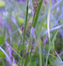 Attēlu rezultāti vaicājumam “Carex hirta female flower”