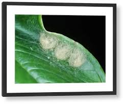 Attēlu rezultāti vaicājumam “Araneus diadematus eggs”