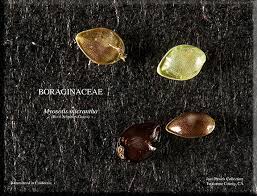 Attēlu rezultāti vaicājumam “Myosotis micrantha”