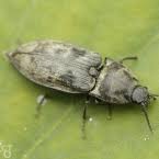 Attēlu rezultāti vaicājumam “Prosternon tessellatum”