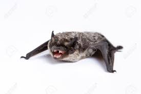 Attēlu rezultāti vaicājumam “Vespertilio murinus”