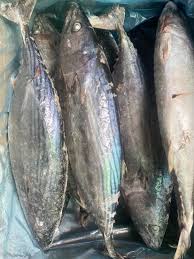 Image result for Sarda sarda