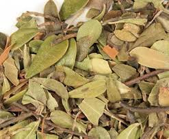 Attēlu rezultāti vaicājumam “Arctostaphylos uva-ursi leaf”