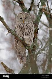Attēlu rezultāti vaicājumam “Strix uralensis adult”