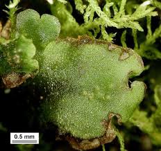 Attēlu rezultāti vaicājumam “Pellia epiphylla”