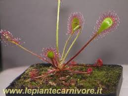 Attēlu rezultāti vaicājumam “Drosera x obovata”