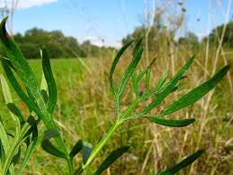 Attēlu rezultāti vaicājumam “Cnidium dubium”