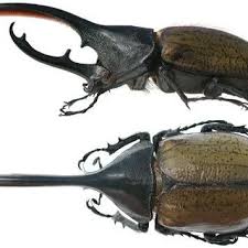 Attēlu rezultāti vaicājumam “Scarabaeidae”