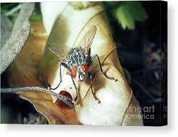 Attēlu rezultāti vaicājumam “Sarcophaga carnaria”