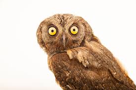 Image result for Otus scops