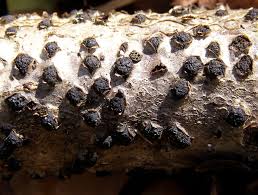 Attēlu rezultāti vaicājumam “Diatrype disciformis”