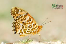 Attēlu rezultāti vaicājumam “Argynnis laodice male”