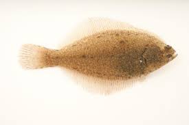 Image result for Pseudopleuronectes americanus