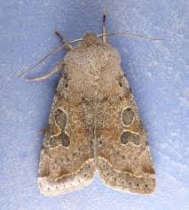 Attēlu rezultāti vaicājumam “Orthosia sp.”