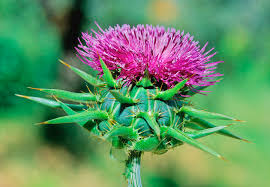 Image result for Silybum marianum