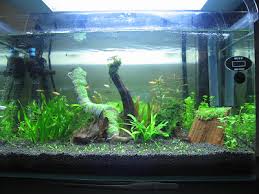 「扭蘭」的圖片搜尋結果