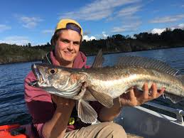 Image result for Merluccius merluccius