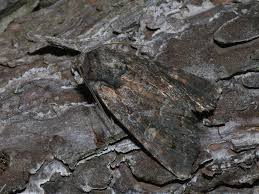 Attēlu rezultāti vaicājumam “Lacanobia contigua imago”