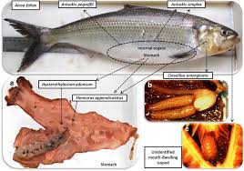 Image result for Alosa fallax