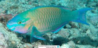 Image result for Scarus zelindae