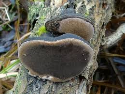 Attēlu rezultāti vaicājumam “Phellinus igniarius”