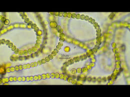 Attēlu rezultāti vaicājumam “Nostoc commune”