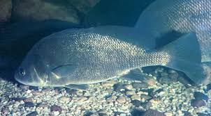 Image result for Aplodinotus grunniens