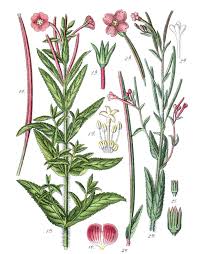 Attēlu rezultāti vaicājumam “Epilobium hirsutum flower”