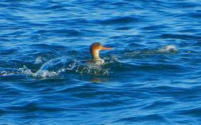 Attēlu rezultāti vaicājumam “Mergus serrator female”