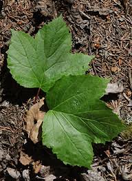 Attēlu rezultāti vaicājumam “Viburnum opulus leaf”