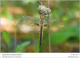 Attēlu rezultāti vaicājumam “Epitheca bimaculata”