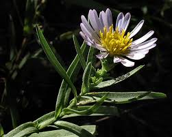 Image result for Aster lanceolatus