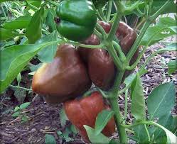 Afbeeldingsresultaat voor chocolate beauty sweet pepper