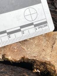 Attēlu rezultāti vaicājumam “Cerrena unicolor”