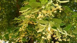 Attēlu rezultāti vaicājumam “Tilia platyphyllos subsp. cordifolia”