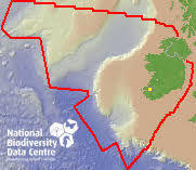 Attēlu rezultāti vaicājumam “Mollisia uda”