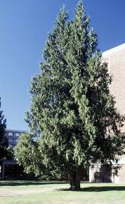 Attēlu rezultāti vaicājumam “Thuja plicata”