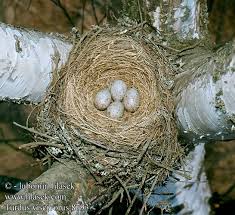 Attēlu rezultāti vaicājumam “Turdus viscivorus nest”