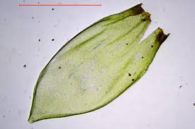 Attēlu rezultāti vaicājumam “Pleurozium schreberi sporophyte”