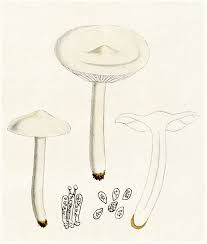 Attēlu rezultāti vaicājumam “Tricholoma album”